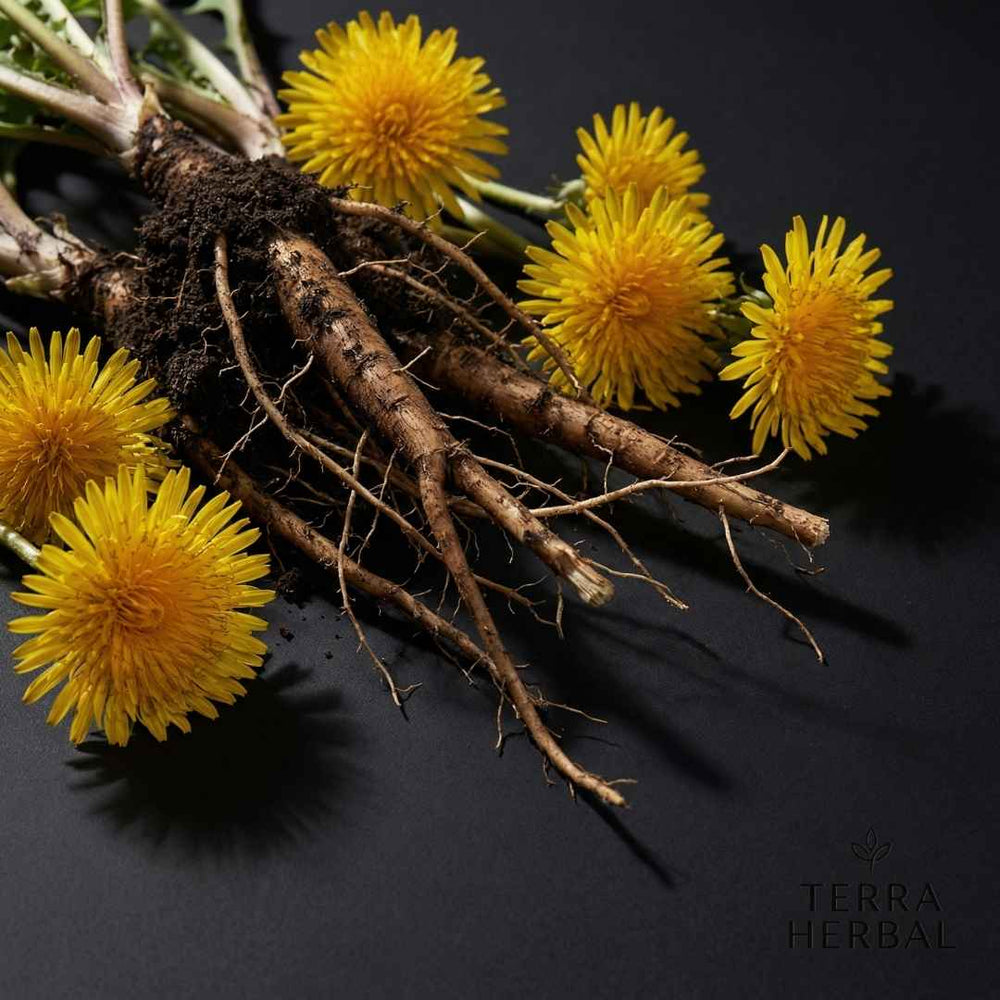 1. Dandelion Root Extract 10:1 — 500mg